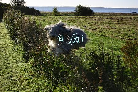 日历i