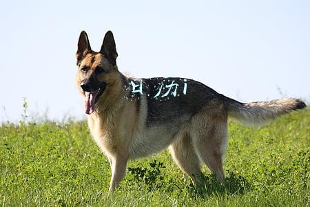 日历i