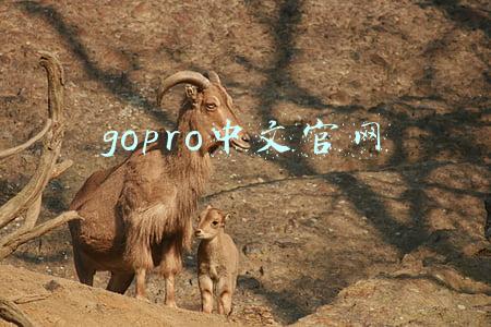 gopro中文官网