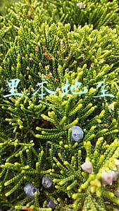 阿里本地生活