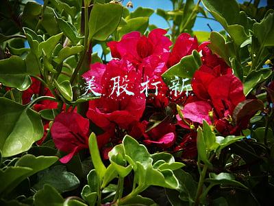 美股打新