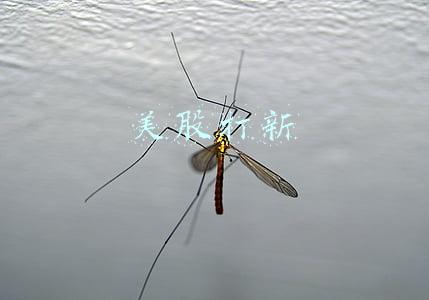 美股打新