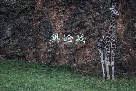 舆论战
