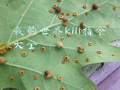 我的世界kill指令大全