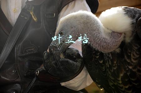 叶立培