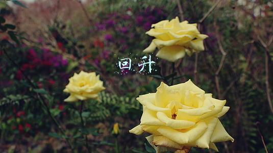 回升英文(英语专业八级常用词汇)