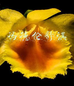 冯德伦舒淇
