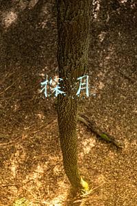 探月