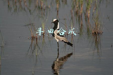 丰田合成