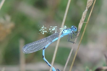 李河君
