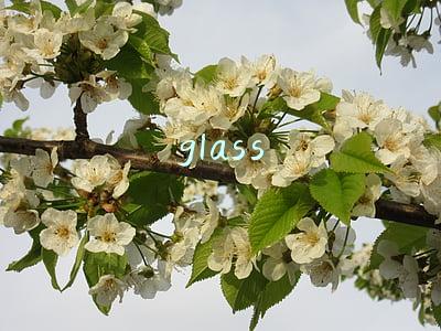 glass