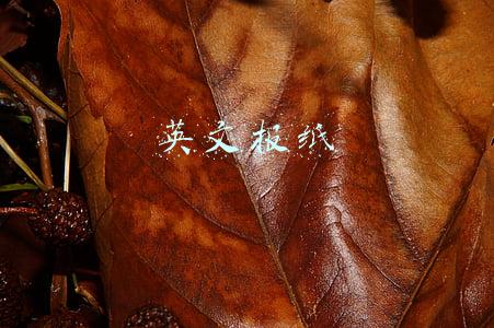 英文报纸