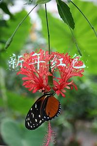 新年红包