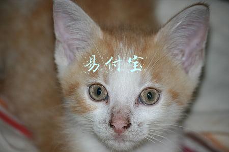 易付宝官网登录(苏宁旗下第三方支付公司易付宝发生工商变更：尚姬娟退出法定代表人，由卢世栋接任)