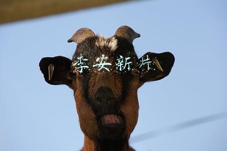 李安新片