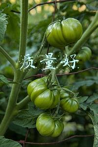 质量好