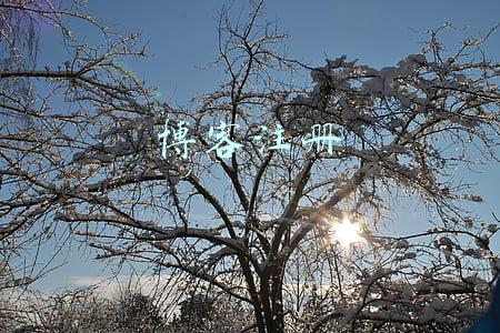 新浪博客注册(如何完成留学生在线注册？)