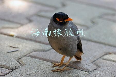 海南橡胶网