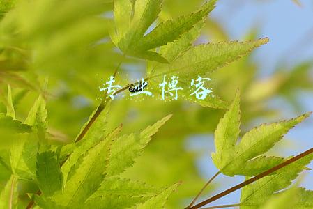 专业博客