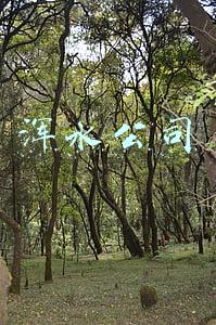 浑水公司