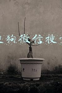 搜狗微信搜索