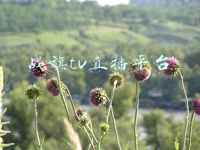 战旗直播官网在线直播(战旗直播平台：与死亡宣告解约)