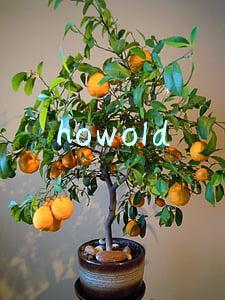 howold