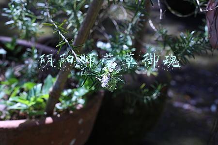 阴阳师莹草御魂