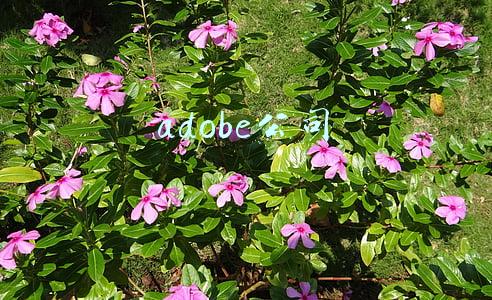 adobe公司