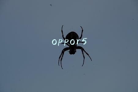 oppor5