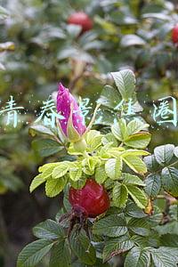 青春影焦圈