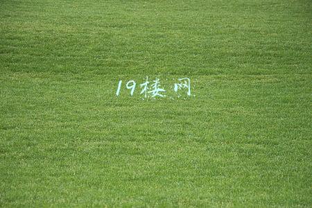 19楼网