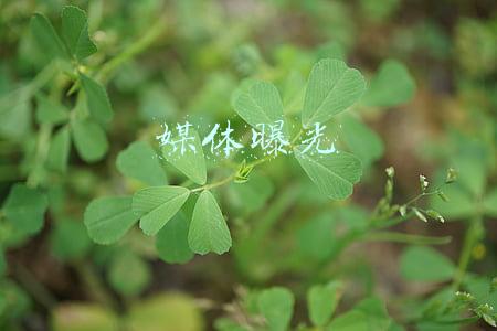 媒体曝光