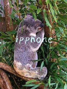 ipphone