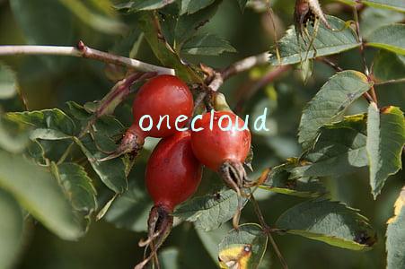 onecloud