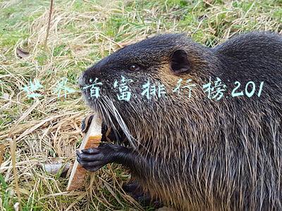 世界首富排行榜2019比尔盖茨(身家1100亿美元，比尔·盖茨再成世界首富)