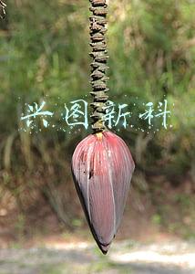 兴图新科发展前景怎么样(兴图新科2020年报：上市首年 精耕细作 夯实基础谋发展)