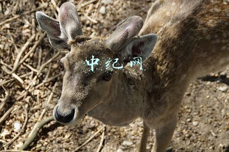 中纪网