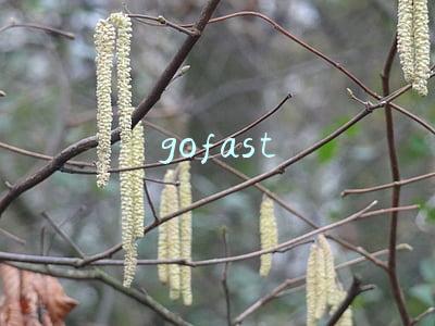 gofast