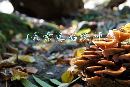 1月幸运召唤师