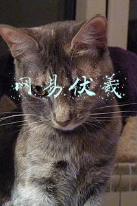 网易伏羲