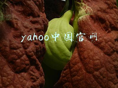 yahoo中国官网