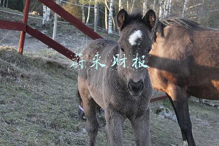 蔚来财报