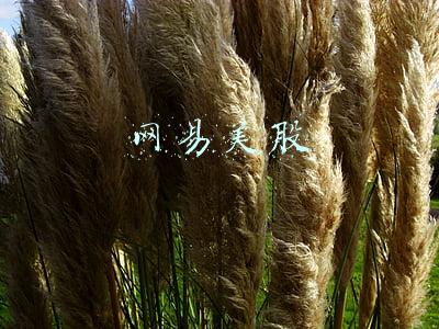 网易美股
