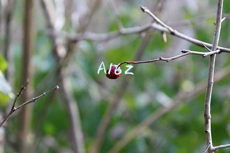 A16z