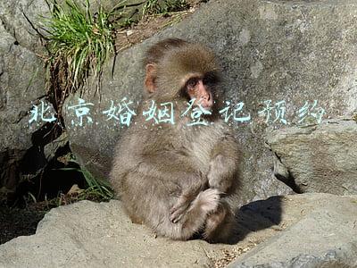 北京婚姻登记预约公众号(注意！北京朝阳区婚姻登记处临时调整办公地点)
