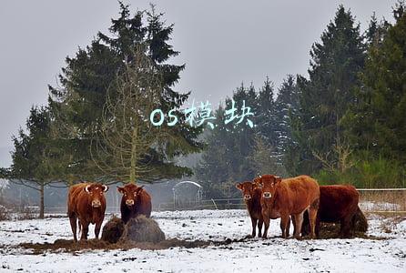 os模块