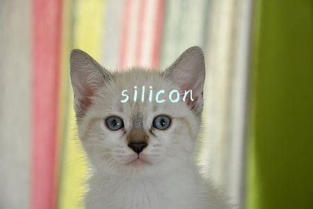 silicon