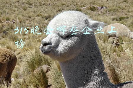 315晚会哪些企业上榜