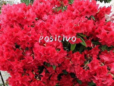 positivo